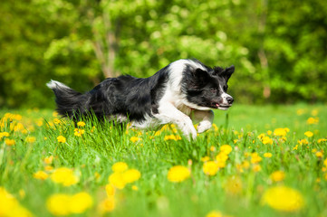 Border collie running on the field with dandelions