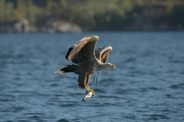 White-tailed Eagle