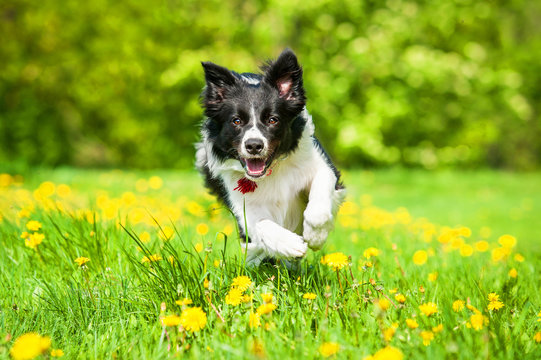 Border collie playing with a ball