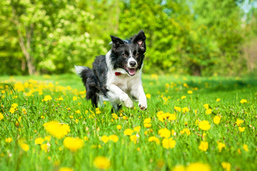 Border collie running on the field with dandelions