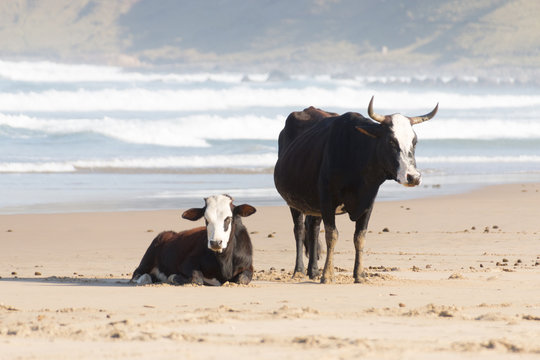 Nguni Cow At The Seaside