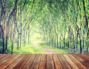 Enchanting Forest Lane in a Rubber Tree Plantation