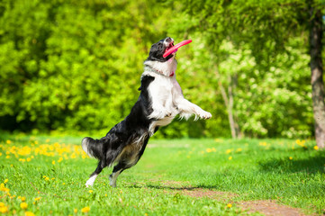 Border collie catching frisbee