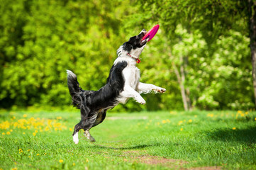 Border collie catching frisbee