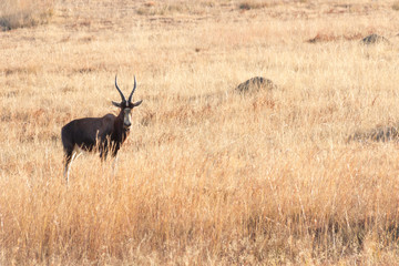 Blesbok Staring In Grass