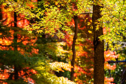 Fall Leaves at  Kyoto, Japan