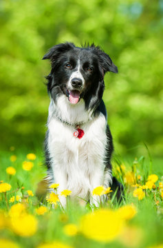 Border collie sitting on the field with dandelions