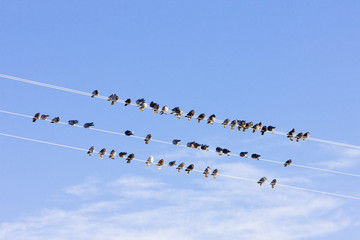 birds sitting on wire, Nevada, USA