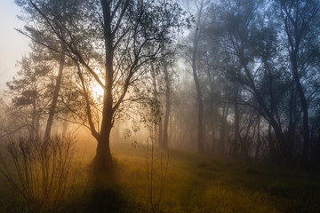 Fototapeta na wymiar Foggy landscape with a tree silhouette on a fog at sunrise.