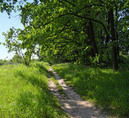 Path in the shadow of the branches of oak alley