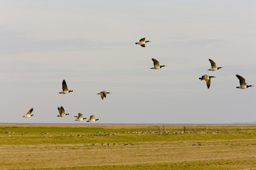 landscape with birds near Nieuwebildtzij, Friesland, Netherlands