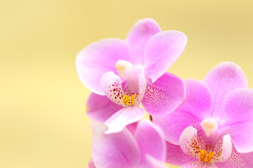 Fototapeta na wymiar Orchideenzweig