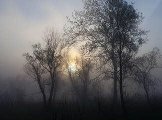 Foggy landscape with a tree silhouette