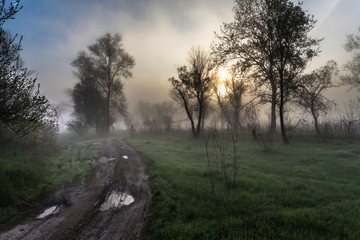 Fototapeta na wymiar Foggy landscape with a tree silhouette