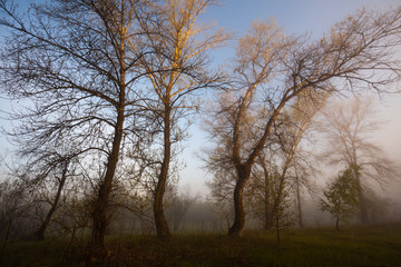 Foggy landscape with a tree silhouette