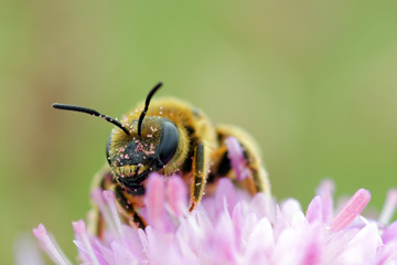 working bee