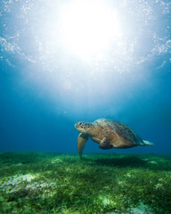 swimming sea turtle in sunlight
