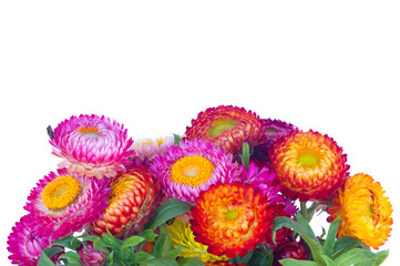 Everlasting flowers