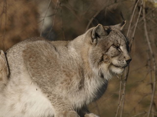 Lince ibérico