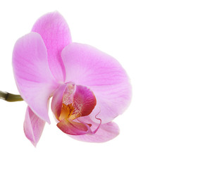 Naklejka na ściany i meble Single orchid isolated on white background