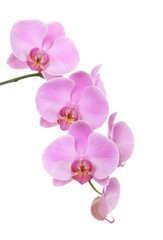 Obraz na płótnie Canvas Orchid isolated on white background