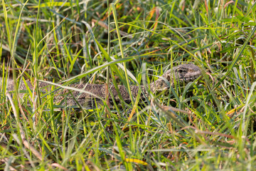 Monitor Lizard camouflaged over weed