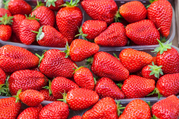 many red ripe strawberries.
