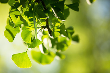 Ginkgo biloba tree branch with leafs against  green background