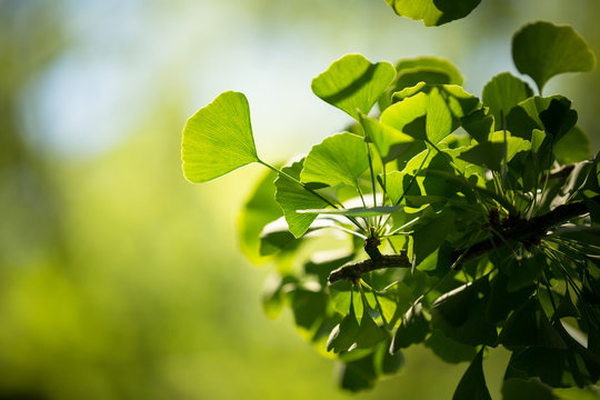 Ginkgo biloba tree branch with leafs against  green background