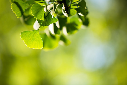 Ginkgo biloba tree branch with leafs against  green background
