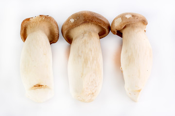 Group of Mushroom