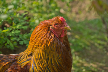 Bunter Hahn auf dem Bauernhof