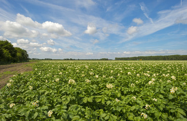 Fototapeta na wymiar Potatoes growing on a field in spring