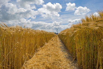 Corn growing on a field in spring © Naj