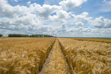 Corn growing on a field in spring © Naj