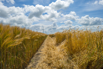 Corn growing on a field in spring © Naj