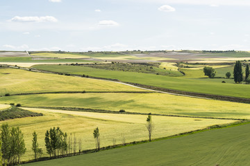 Fototapeta na wymiar Agricultural landscape