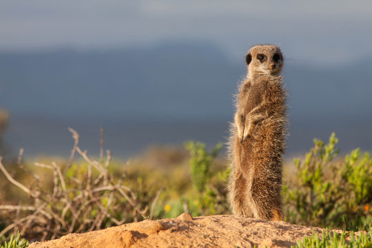 Meerkat on a rock
