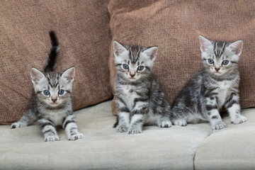 three kitten brothers