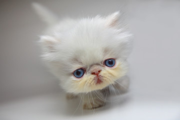 Fototapeta premium Persian cat.