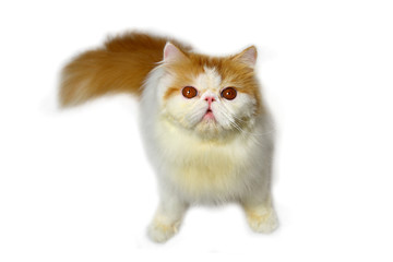Persian cat on white background