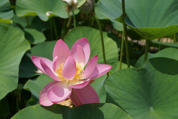 オオガハスの花