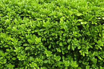 grüne Hecke