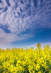 Obraz premium rapeseed flower