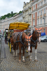 Fototapeta na wymiar Horse vehicle for driving of tourists in Karlovy Vary, the Czech
