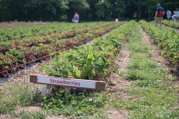 Rows of Strawberry plants in a self pick strawberry field