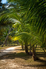 Obraz na płótnie Canvas Path with palms in jungle forest. Thailand Koh Phangan