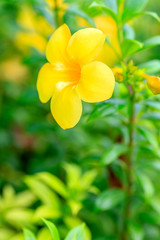 Allamanda, beautiful yellow flower in the park