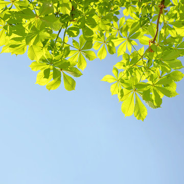 chestnut tree green foliage with blue sky