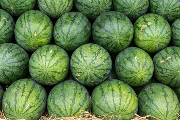 Fototapeta na wymiar Watermelon set in a row on straw
